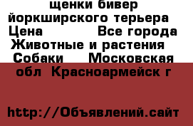 щенки бивер йоркширского терьера › Цена ­ 8 000 - Все города Животные и растения » Собаки   . Московская обл.,Красноармейск г.